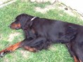 /album/fotogaleria-na-zahrade/img-0871-jpg/